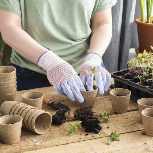 Look for pots that can be planted into the ground with the seedling.